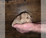 Small #8 Poodle (Toy)