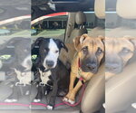 Small #16 Black Mouth Cur-German Shepherd Dog Mix