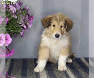 Collie Puppy for sale in FREDERICKSBURG, OH, USA