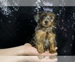 Small #1 YorkiePoo