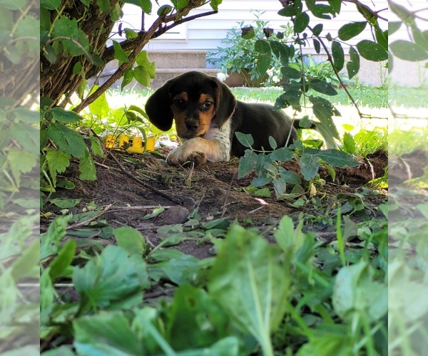 Medium Photo #2 Beagle Puppy For Sale in FENNIMORE, WI, USA