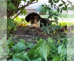 Small #1 Beagle