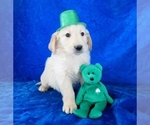 Small Photo #4 Golden Retriever Puppy For Sale in NORWOOD, MO, USA