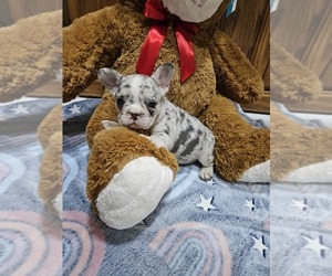 French Bulldog Puppy for sale in MILLERSBURG, OH, USA