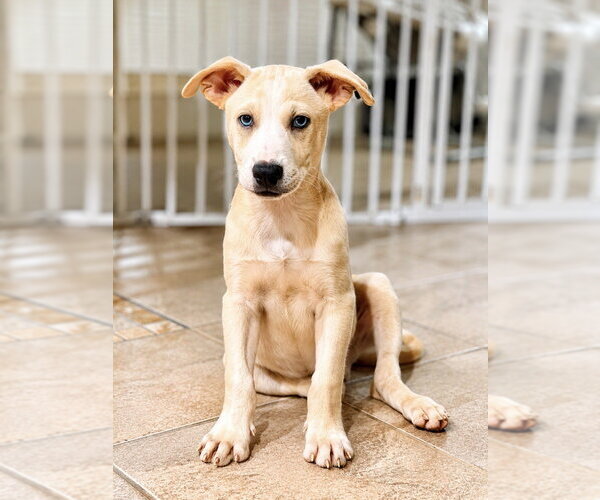 Medium Photo #4 Carolina Dog-Labrador Retriever Mix Puppy For Sale in San Diego, CA, USA