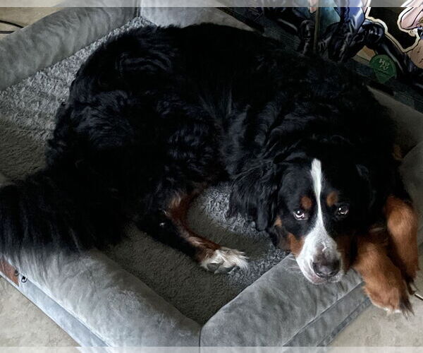 Medium Photo #3 Bernese Mountain Dog Puppy For Sale in Miami, FL, USA