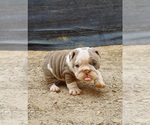 Small Photo #7 Bulldog Puppy For Sale in LAS VEGAS, NV, USA