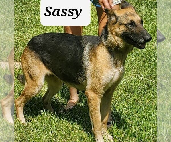 Medium Photo #2 German Shepherd Dog Puppy For Sale in columbia, SC, USA