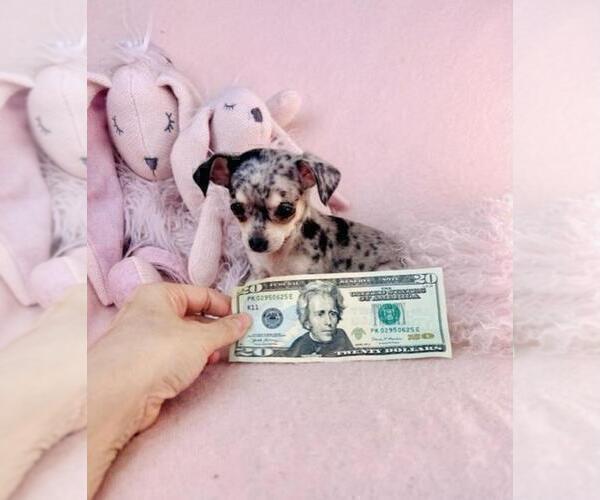 Medium Photo #2 Chihuahua Puppy For Sale in NEW YORK, NY, USA