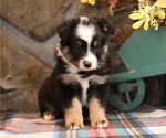 Small Photo #1 Miniature Australian Shepherd Puppy For Sale in WESTFIELD, MA, USA