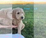 Small Photo #2 Labradoodle Puppy For Sale in WEISER, ID, USA