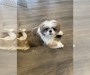 Shih Tzu Puppy for sale in DISTRICT HTS, MD, USA