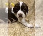 Small Photo #17 English Springer Spaniel Puppy For Sale in JEANNETTE, PA, USA