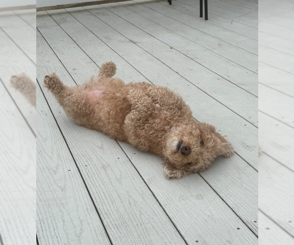 Medium Photo #2 Bichon Frise-Poodle (Standard) Mix Puppy For Sale in Gibbstown, NJ, USA