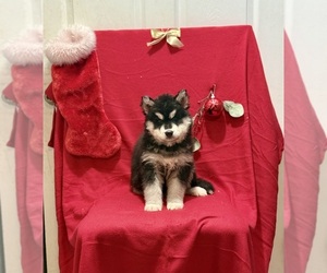 Medium Siberian Husky