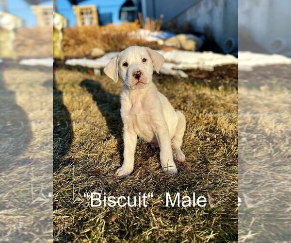 Medium Photo #5 Labrenees Puppy For Sale in MIDWAY, UT, USA