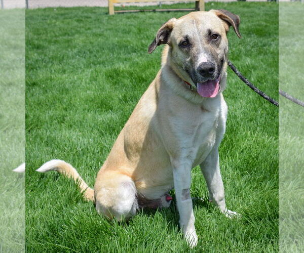 Medium Photo #3 Anatolian Shepherd-Unknown Mix Puppy For Sale in Huntley, IL, USA
