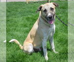 Small #2 Anatolian Shepherd Mix