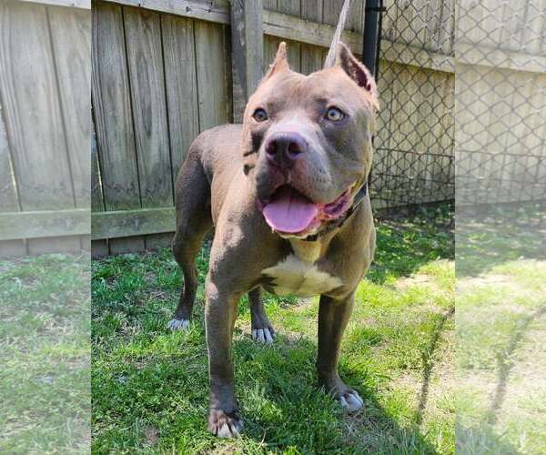 Medium Photo #3 American Staffordshire Terrier-Unknown Mix Puppy For Sale in Sheboygan, WI, USA