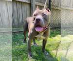 Small #2 American Staffordshire Terrier Mix