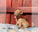 Small #2 French Bulldog