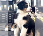 Small Photo #6 Australian Shepherd Puppy For Sale in COTTONWOOD, CA, USA