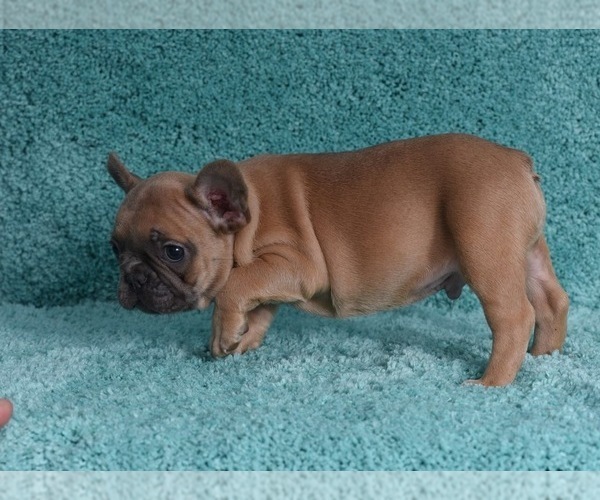 Medium Photo #10 French Bulldog Puppy For Sale in ERIAL, NJ, USA