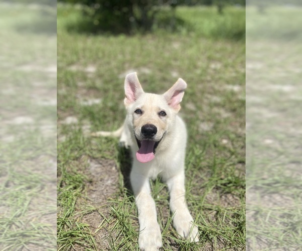 Medium Photo #2 German Shepherd Dog Puppy For Sale in ALACHUA, FL, USA