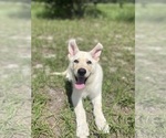 Small #1 German Shepherd Dog
