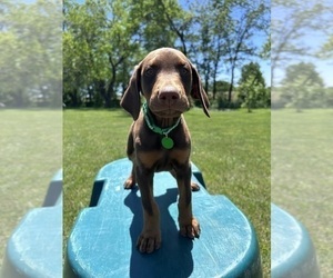 Doberman Pinscher Puppy for sale in BROOKFIELD, MO, USA