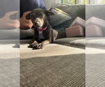 Small Photo #4 Chiweenie Puppy For Sale in Oak Bluffs, MA, USA