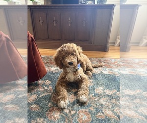 Medium Goldendoodle (Miniature)