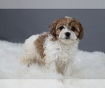 Puppy Winterfell Cavapoo