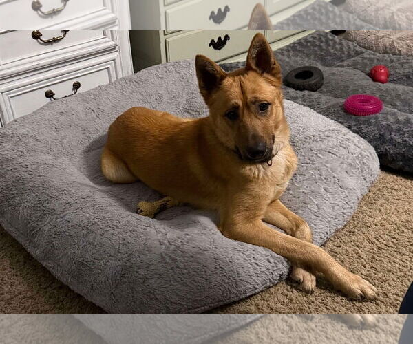 Medium Photo #4 German Shepherd Dog-Unknown Mix Puppy For Sale in Polson, MT, USA