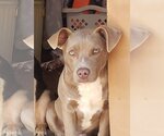 Small Photo #1 American Pit Bull Terrier Puppy For Sale in Norman, OK, USA