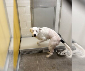 Border Collie-Unknown Mix Dogs for adoption in Temple, TX, USA