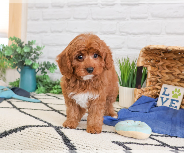 Medium Photo #5 Cavapoo (Miniature) Puppy For Sale in SYRACUSE, IN, USA