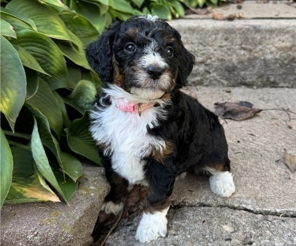 Medium Photo #3 Miniature Bernedoodle Puppy For Sale in DENVER, PA, USA