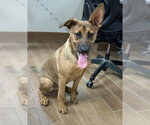 Small German Shepherd Dog