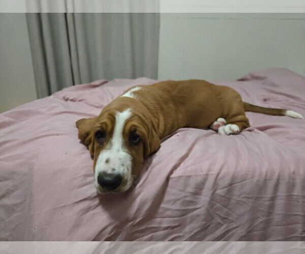 Medium Photo #20 Basset Hound Puppy For Sale in HILLSBORO, TX, USA