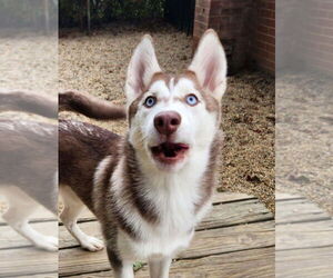 Siberian Husky Dogs for adoption in Matawan, NJ, USA