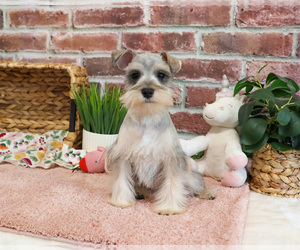 Schnauzer (Miniature) Puppy for sale in SYRACUSE, IN, USA