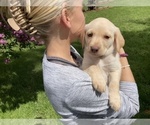 Small Photo #3 Labrador Retriever Puppy For Sale in BREWSTER, WA, USA