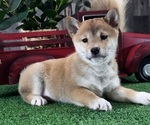 Small #3 Shiba Inu