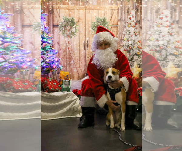 Medium Photo #2 American Staffordshire Terrier-Unknown Mix Puppy For Sale in Holly Springs, NC, USA