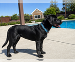 Small #1 Labrador Retriever