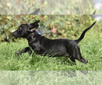 Small #1 Chiweenie
