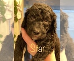 Small #27 Goldendoodle-Poodle (Standard) Mix
