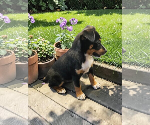Medium Photo #13 Mutt Puppy For Sale in McKinney, TX, USA