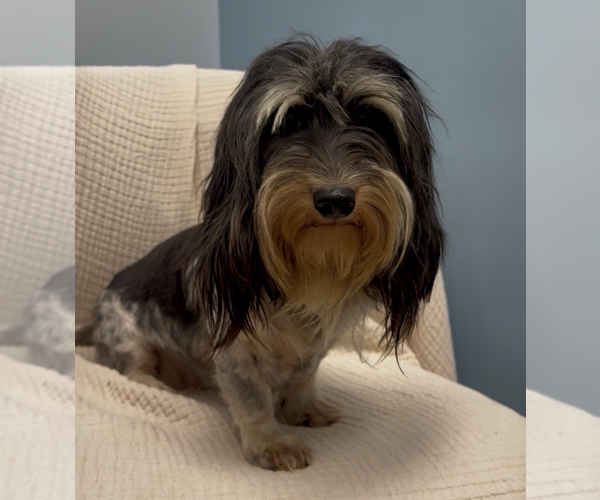 Medium Photo #3 Dachshund Puppy For Sale in Weston, FL, USA